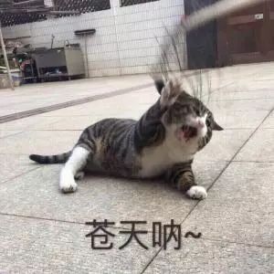 林心如_林心如整容_林心如合成